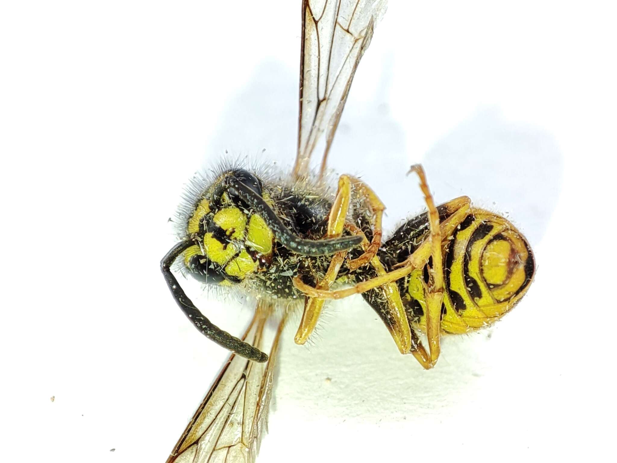 Image of Common wasp