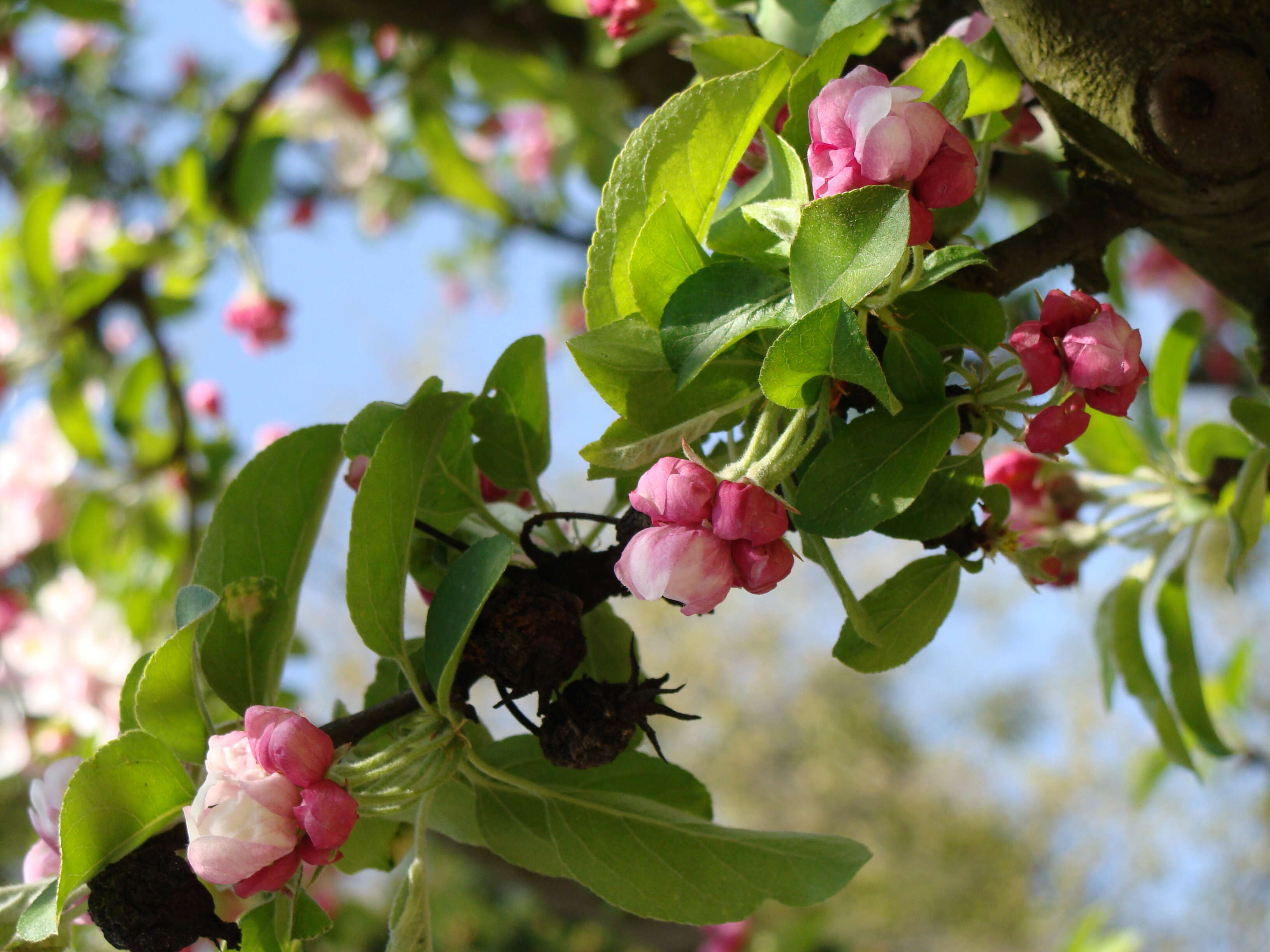 Image of Malus × zumi