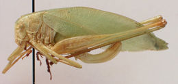 Image of Clicker Round-winged Katydid
