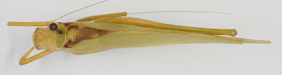 Image of Clicker Round-winged Katydid