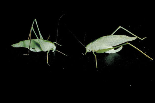 Image of Sandhill Virtuoso Katydid