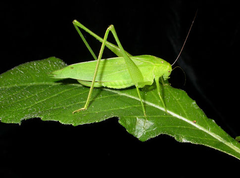 Image of Florida False Katydid