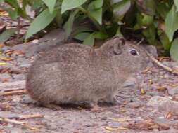 Image of Southern Mountain Cavy