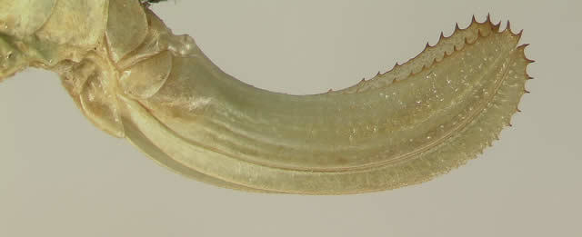 Image de Amblycorypha longinicta Walker & T. J. 2004