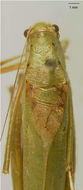 Image of Common Virtuoso Katydid