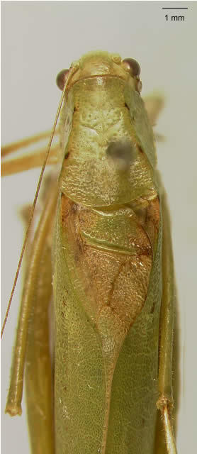 Image de Amblycorypha longinicta Walker & T. J. 2004