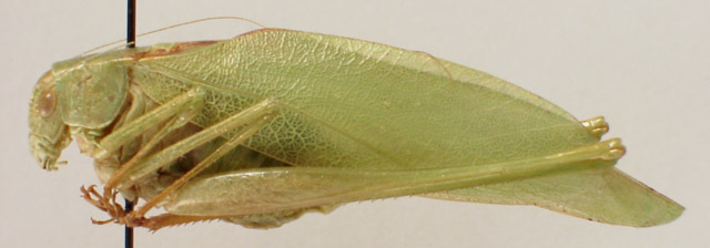 Image of Bartram's Round-winged Katydid