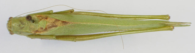 Image of Bartram's Round-winged Katydid