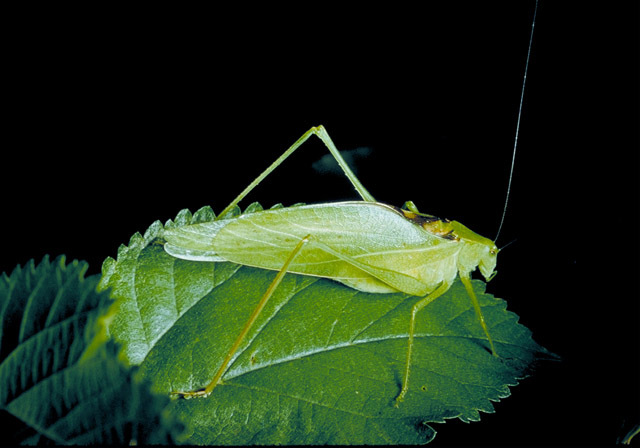 Image of Oblong-winged Katydid