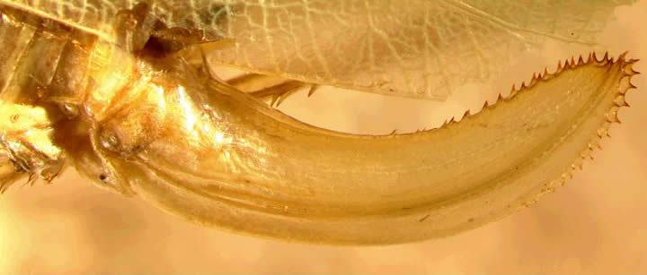 Image of Rattler Round-winged Katydid