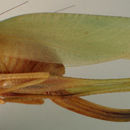 Image of Texas False Katydid