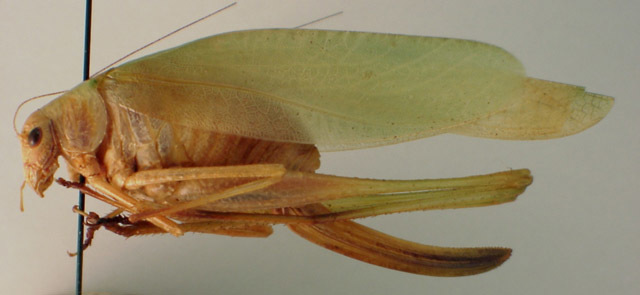 Image de Amblycorypha huasteca (Saussure 1859)