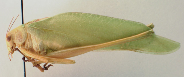 Image de Amblycorypha huasteca (Saussure 1859)