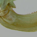 Amblycorypha rivograndis Walker & T. J. 2004 resmi
