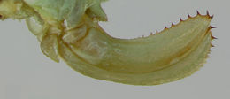 Amblycorypha rivograndis Walker & T. J. 2004 resmi