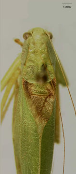 Image of Rio Grande Virtuoso Katydid