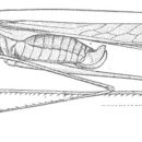 Image of Eastern Thread-legged Katydid