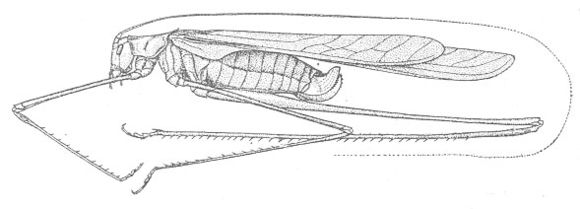Image of Eastern Thread-legged Katydid