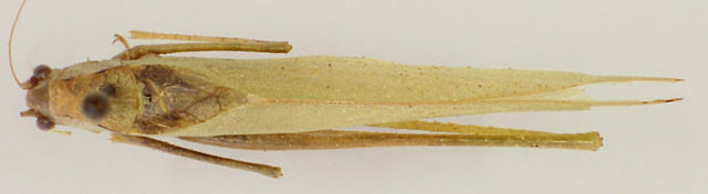 Image of Cajun Virtuoso Katydid