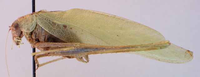 Image of Cajun Virtuoso Katydid