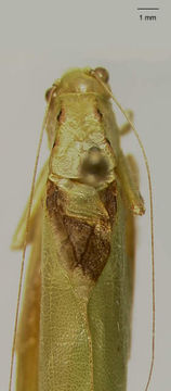 Image of Cajun Virtuoso Katydid