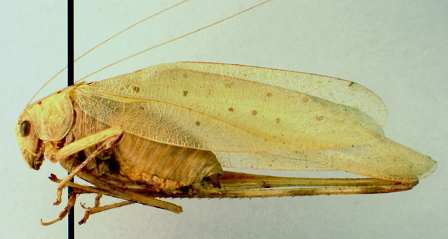 Image of Uhler's Virtuoso Katydid