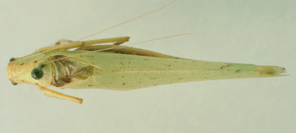 Image of Uhler's Virtuoso Katydid