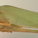 Image of Big Bend False Katydid