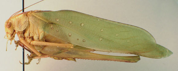 Image of Big Bend False Katydid