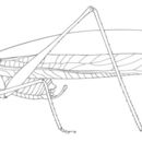 Image of Eastern Cypress Katydid