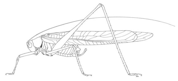 Image of Eastern Cypress Katydid