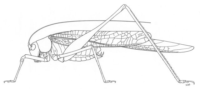 Imagem de Phaneroptera (Phaneroptera) nana Fieber 1853