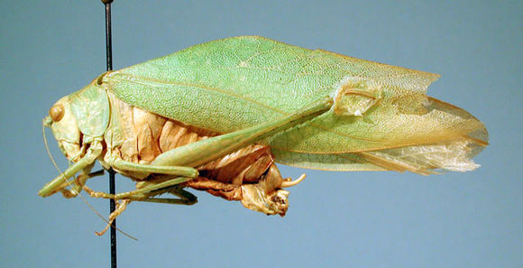 Image of Louisiana Angle-wing