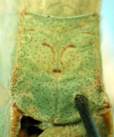 Image de Microcentrum louisianum Hebard 1939