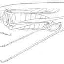 Image of Spider-tail Thread-legged Katydid