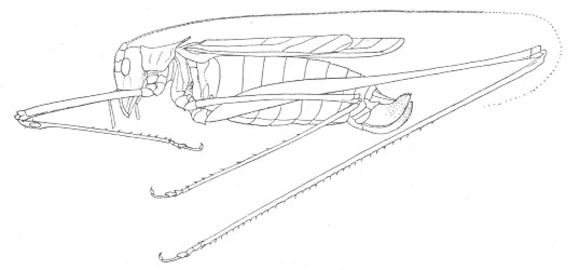 Imagem de Arethaea arachnopyga Rehn, J. A. G. & Hebard 1914