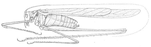 Image of Spider-tail Thread-legged Katydid