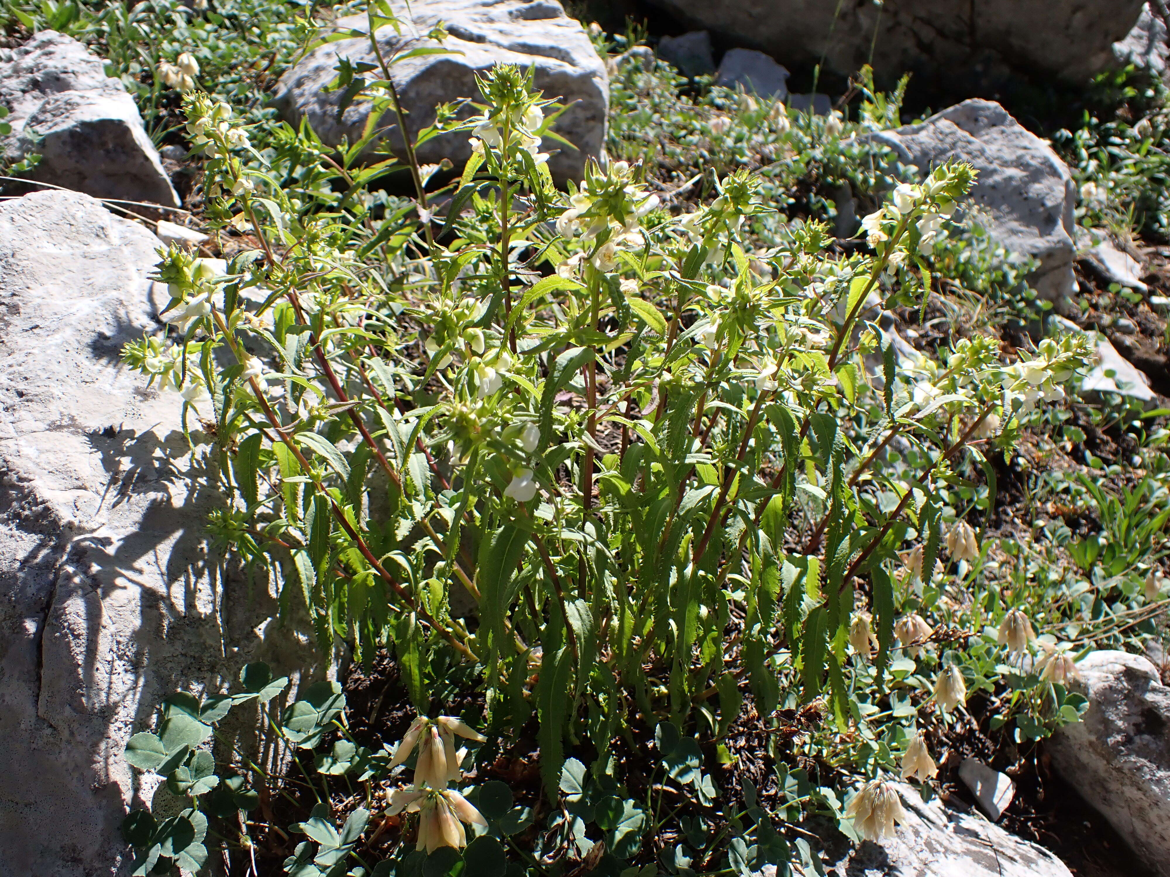 Imagem de Pedicularis racemosa Dougl. ex Hook.