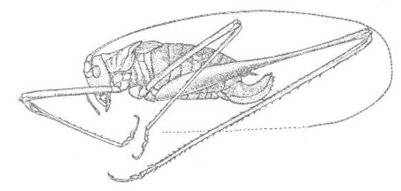 Imagem de Arethaea brevicauda (Scudder & S. H. 1900)