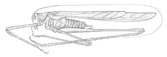 Image de Arethaea brevicauda (Scudder & S. H. 1900)