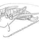 Image of Carita Thread-legged Katydid