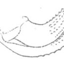 Imagem de Arethaea constricta Brunner von Wattenwyl 1878