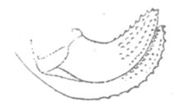 Image of Constricted Thread-legged Katydid