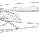 Image de Arethaea gracilipes (Thomas & C. 1870)
