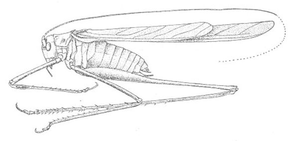 Imagem de Arethaea gracilipes (Thomas & C. 1870)