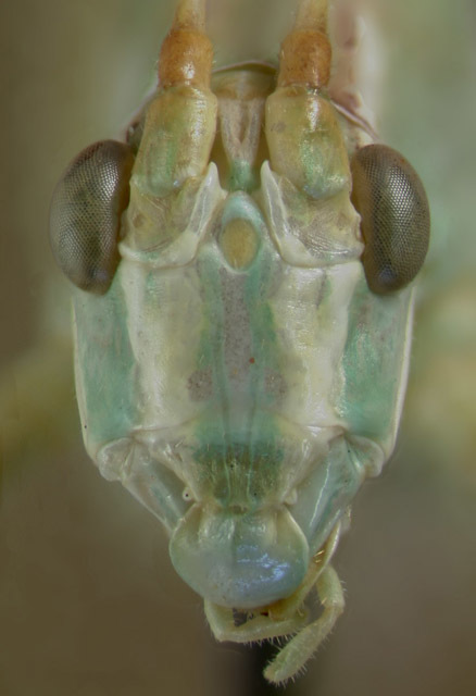 Image of Thin-footed Thread-legged Katydid