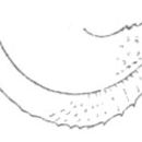 Image of Rio Grande Thread-legged Katydid
