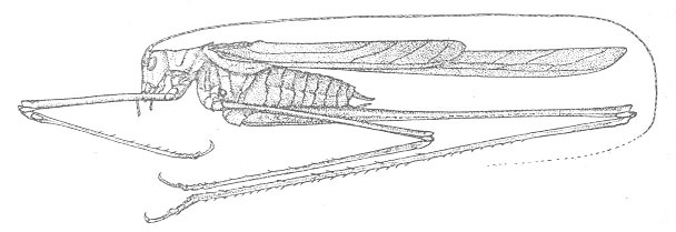 Image of Rio Grande Thread-legged Katydid