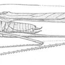Image of Sellate Thread-legged Katydid