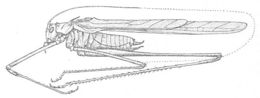 Image of Sellate Thread-legged Katydid